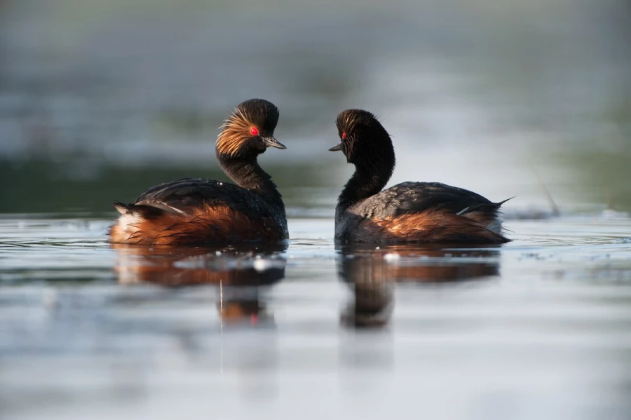 Photo taken from a floating blind in a pond in la Dombes in France.