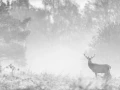 Photo en high-key d'un cerf pendant le brame du cerf.