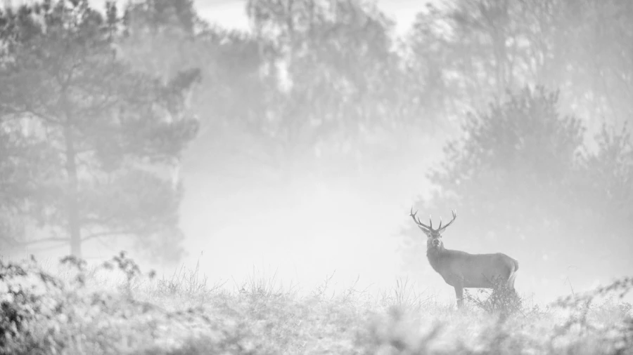 Photo en high-key d'un cerf pendant le brame du cerf.