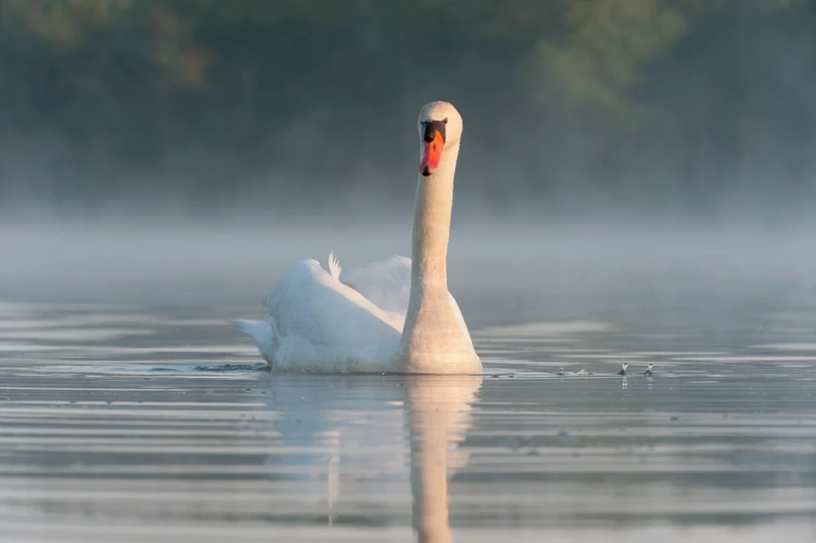 Photo taken from a floating blind in a pond in la Dombes in France.