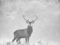 Photo en high-key d'un cerf pendant le brame du cerf.