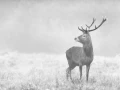 Photo en high-key d'un cerf pendant le brame du cerf.
