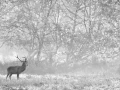 Photo en high-key d'un cerf pendant le brame du cerf.