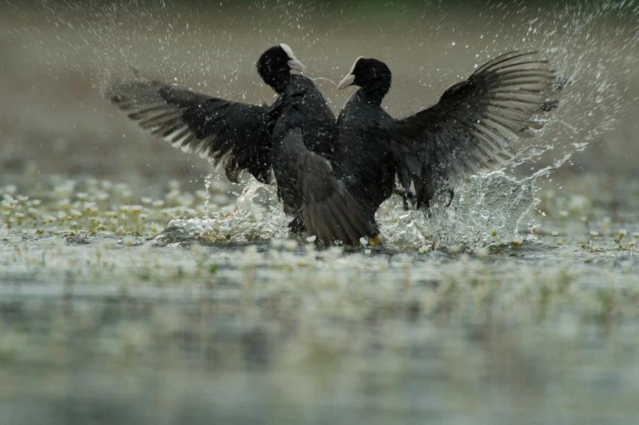 Photo taken from a floating blind in a pond in la Dombes in France.