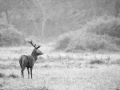 Photo en high-key d'un cerf pendant le brame du cerf.