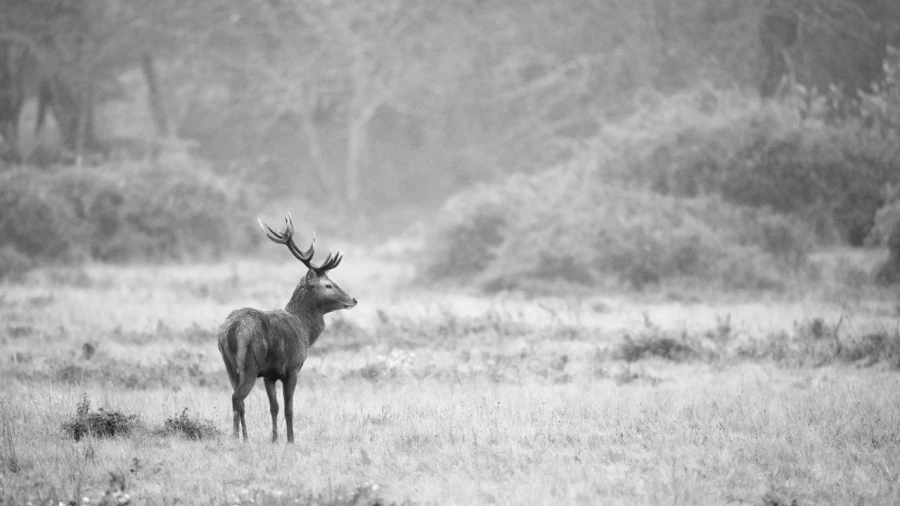 Photo en high-key d'un cerf pendant le brame du cerf.
