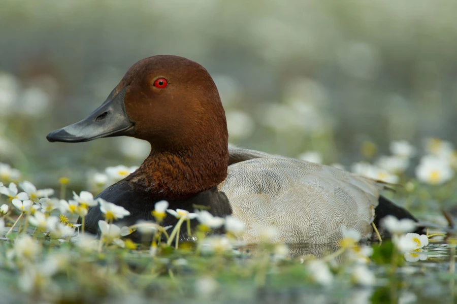 Photo taken from a floating blind in a pond in la Dombes in France.