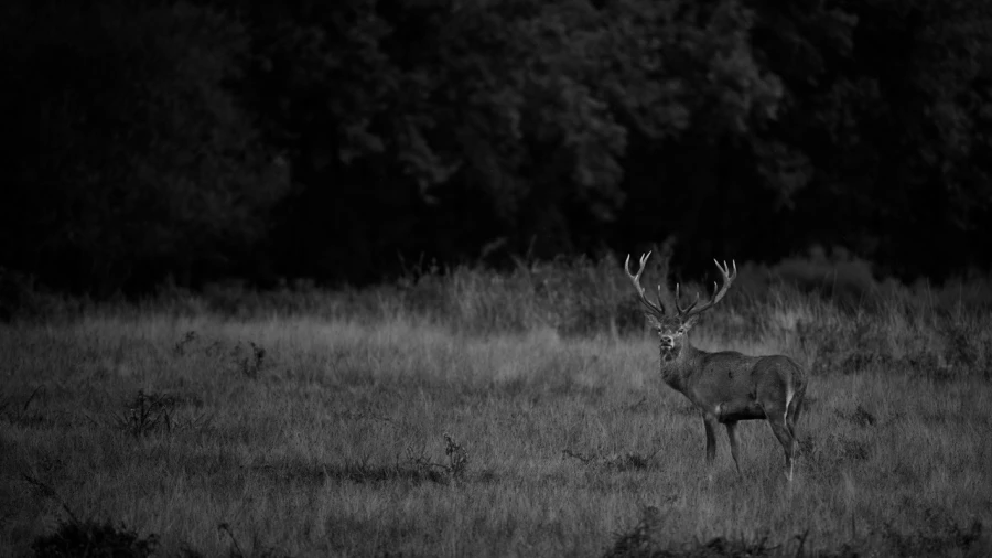 Photo en lowkey d'un cerf pendant le brame du cerf.
