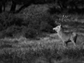 Photo en lowkey d'un cerf pendant le brame du cerf.
