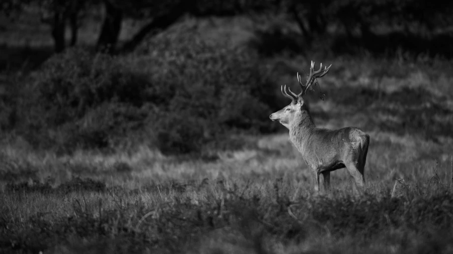 Photo en lowkey d'un cerf pendant le brame du cerf.