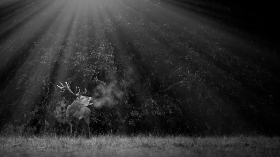 Photo en lowkey d'un cerf pendant le brame du cerf.
