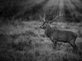 Photo en lowkey d'un cerf pendant le brame du cerf.