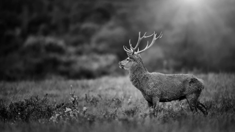 Photo en lowkey d'un cerf pendant le brame du cerf.