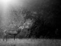 Photo en lowkey d'un cerf pendant le brame du cerf.