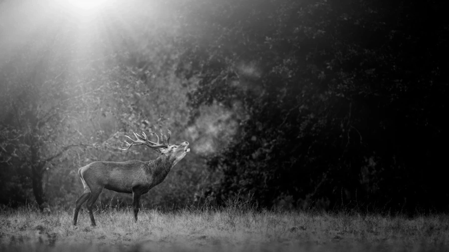 Photo en lowkey d'un cerf pendant le brame du cerf.