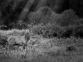 Photo en lowkey d'un cerf pendant le brame du cerf.