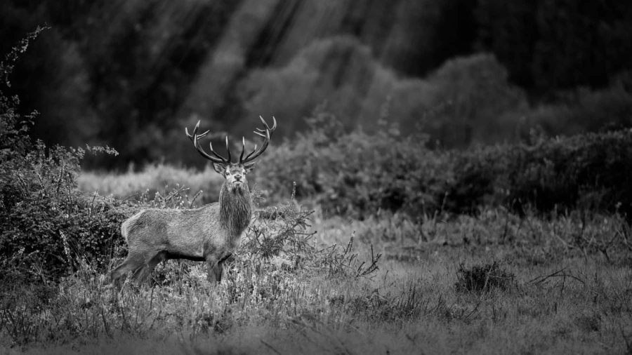 Photo en lowkey d'un cerf pendant le brame du cerf.