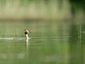 Photo taken from a floating blind in a pond in la Dombes in France.