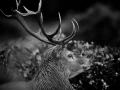 Photo en lowkey d'un cerf pendant le brame du cerf.
