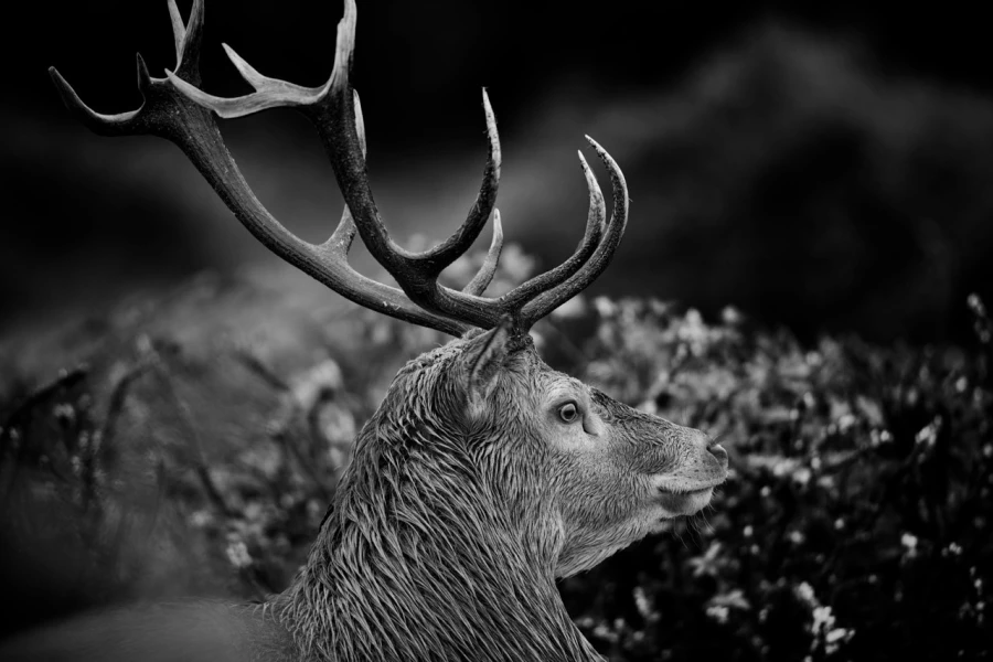 Photo en lowkey d'un cerf pendant le brame du cerf.