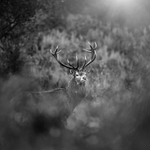Photo en lowkey d'un cerf pendant le brame du cerf.