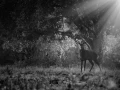 Photo en lowkey d'un cerf pendant le brame du cerf.