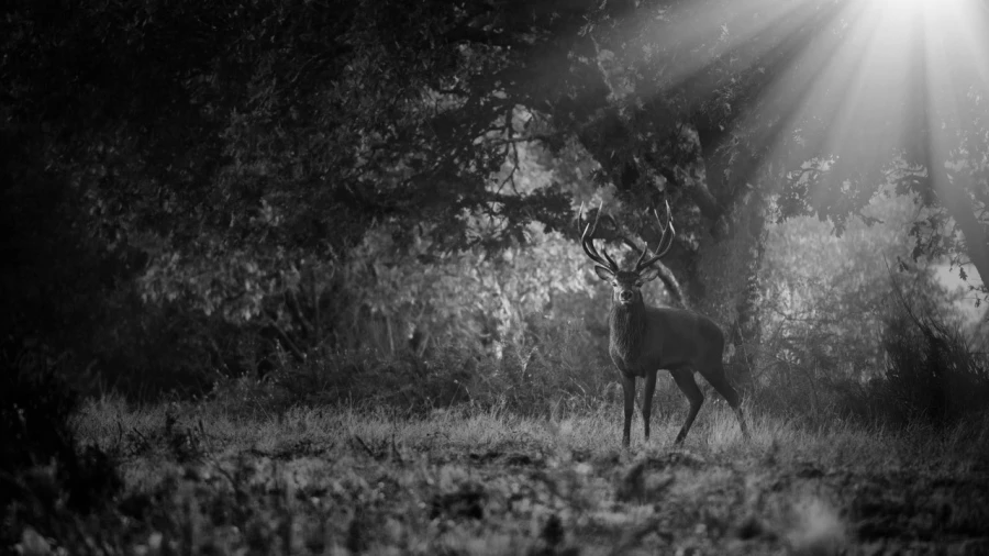 Photo en lowkey d'un cerf pendant le brame du cerf.