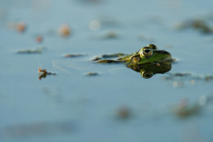 Photo taken from a floating blind in a pond in la Dombes in France.