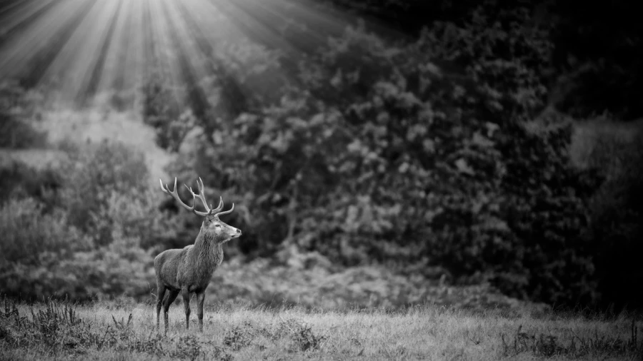 Photo en lowkey d'un cerf pendant le brame du cerf.