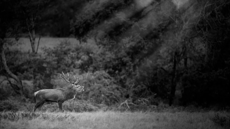 Photo en lowkey d'un cerf pendant le brame du cerf.