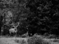 Photo en lowkey d'un cerf pendant le brame du cerf.