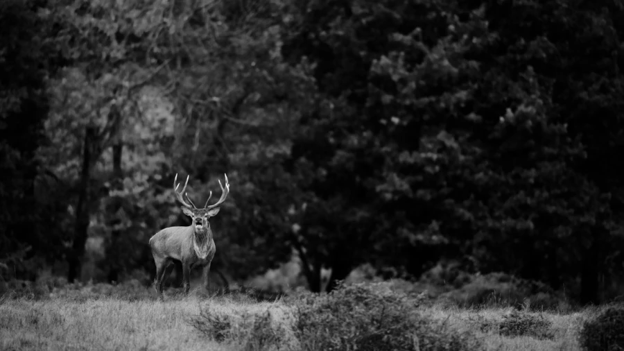 Photo en lowkey d'un cerf pendant le brame du cerf.