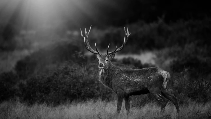 Photo en lowkey d'un cerf pendant le brame du cerf.