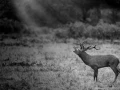 Photo en lowkey d'un cerf pendant le brame du cerf.