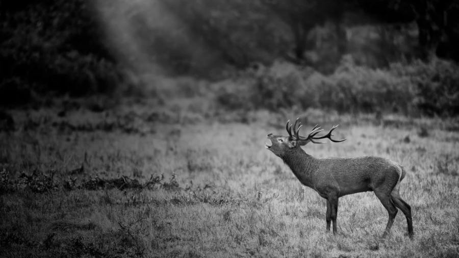 Photo en lowkey d'un cerf pendant le brame du cerf.