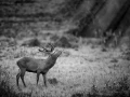 Photo en lowkey d'un cerf pendant le brame du cerf.