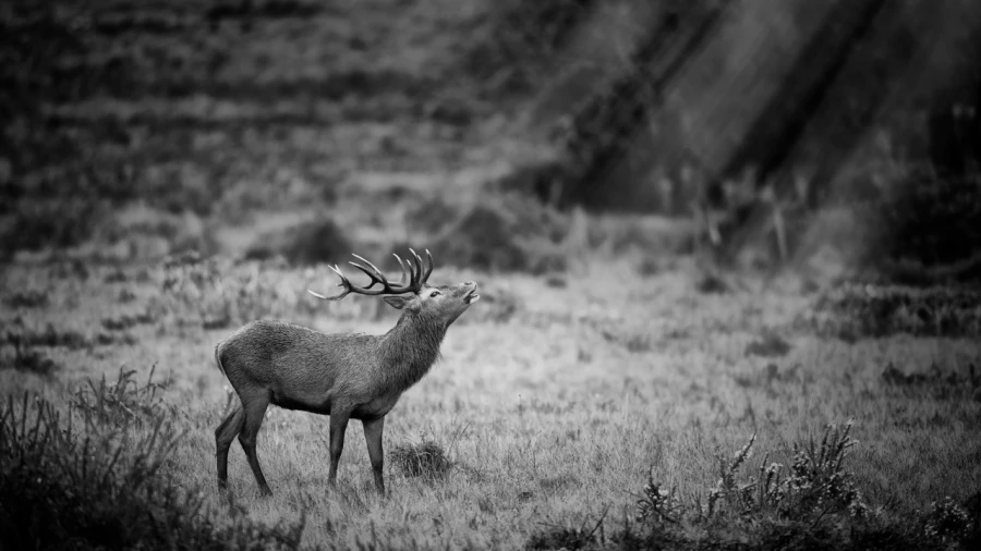 Photo en lowkey d'un cerf pendant le brame du cerf.
