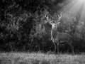 Photo en lowkey d'un cerf pendant le brame du cerf.