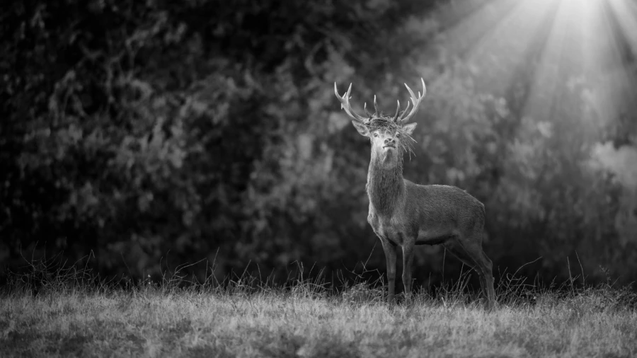 Photo en lowkey d'un cerf pendant le brame du cerf.
