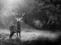 Photo en lowkey d'un cerf pendant le brame du cerf.