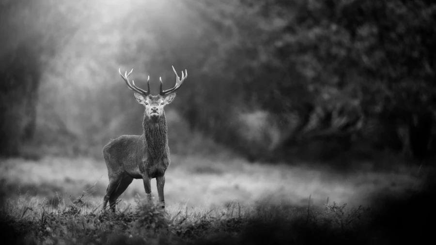 Photo en lowkey d'un cerf pendant le brame du cerf.