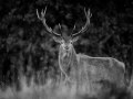 Photo en lowkey d'un cerf pendant le brame du cerf.