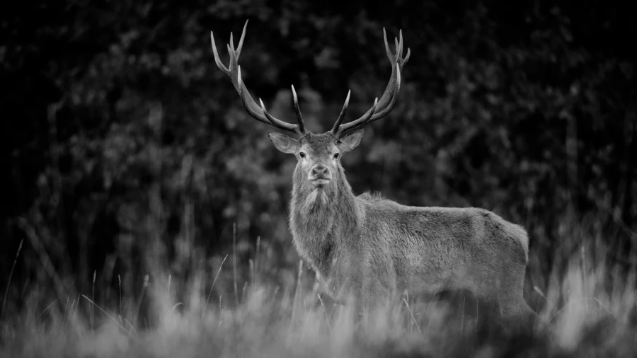 Photo en lowkey d'un cerf pendant le brame du cerf.