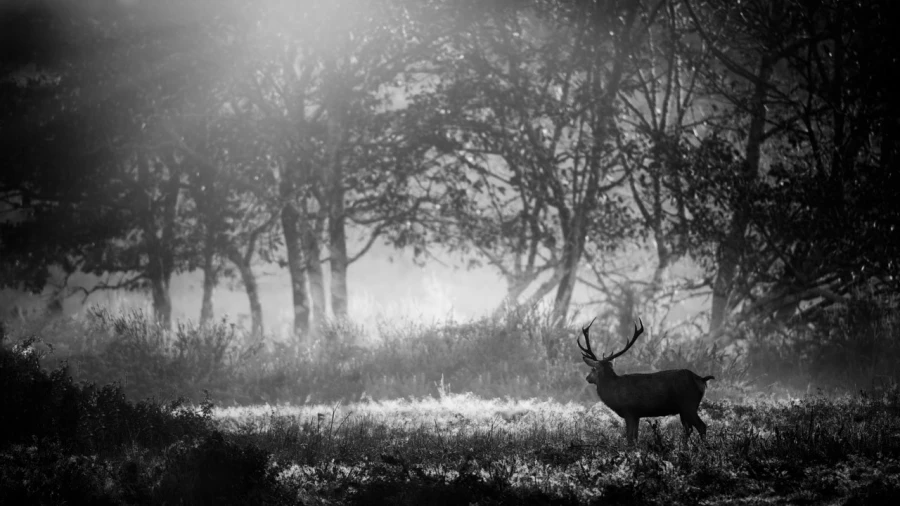 Photo en lowkey d'un cerf pendant le brame du cerf.