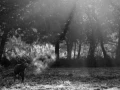Photo en lowkey d'un cerf pendant le brame du cerf.