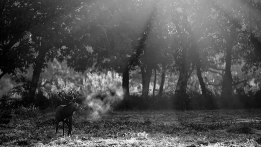 Photo en lowkey d'un cerf pendant le brame du cerf.