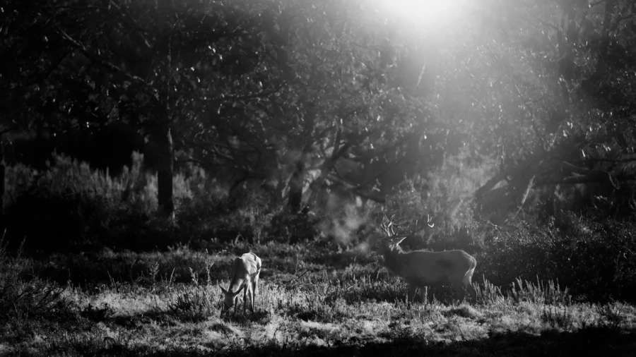 Photo en lowkey d'un cerf pendant le brame du cerf.