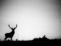 Photo en silhouette d'un cerf pendant le brame du cerf.