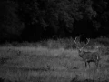 Photo of a red deer stag in lowkey during the rut of the deer.