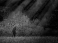 Photo of a red deer stag in lowkey during the rut of the deer.